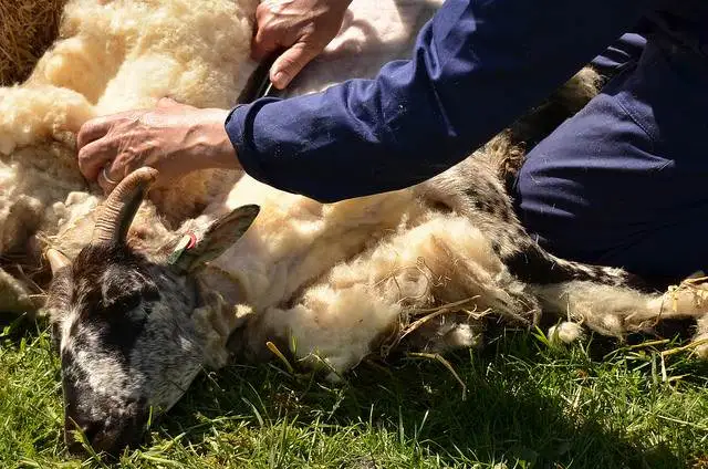 Стрижка овец